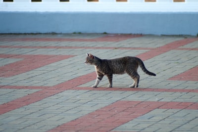灰色虎斑猫在白天走在人行道上
